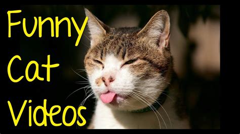 funny videos of cats|most hilarious cat videos.